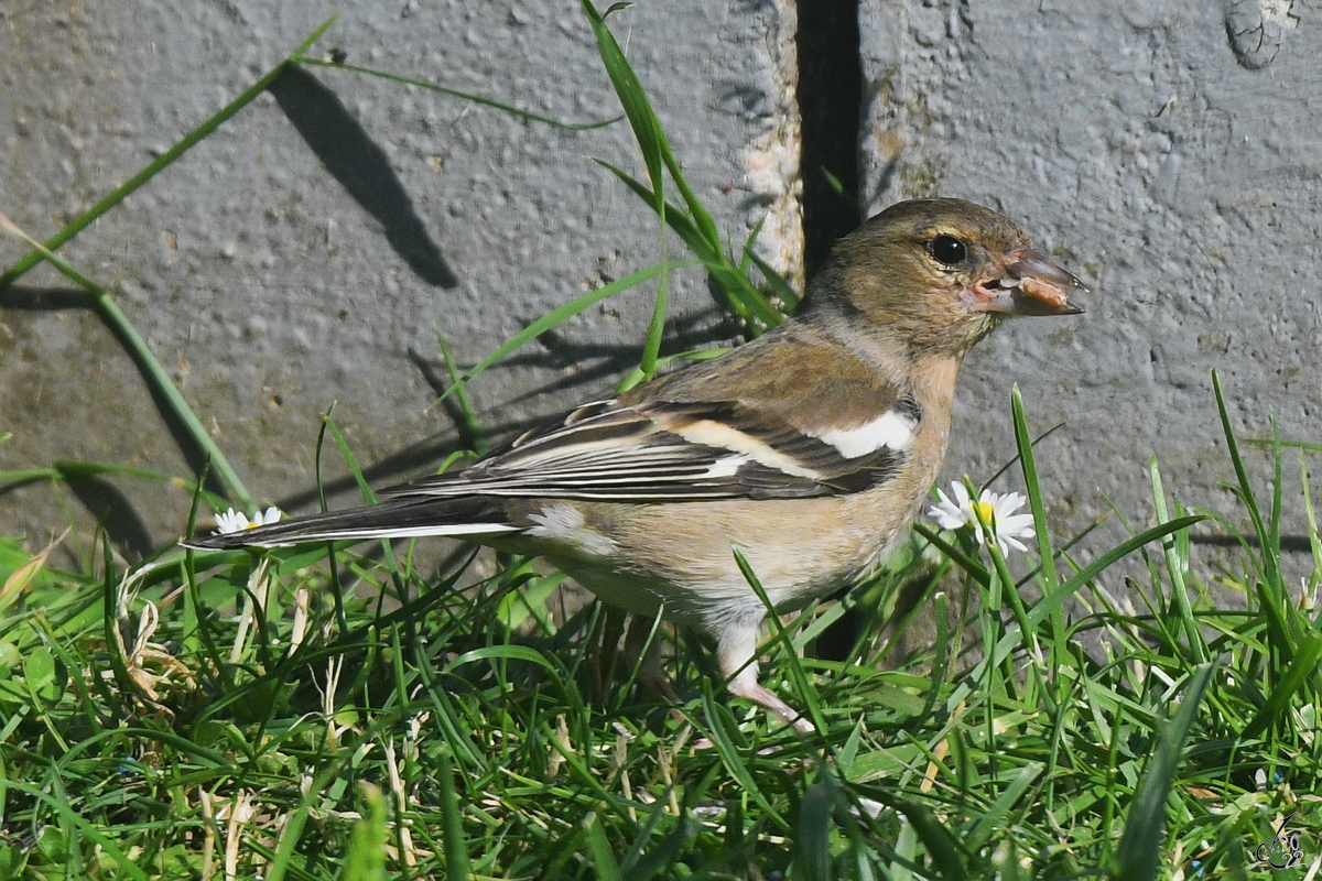 Ein Buchfink-Weibchen hat sich ein Samenkorn geschnappt. (Hattingen, Juni 2022)
