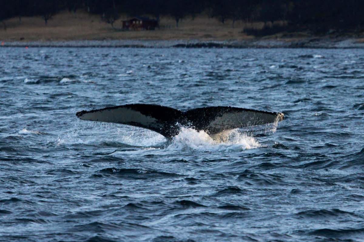 Ein Buckelwal taucht im Kaldfjorden ab; 07.11.2015