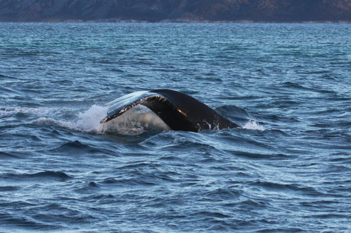 Ein Buckelwal taucht im Kaldfjorden ab; 07.11.2015