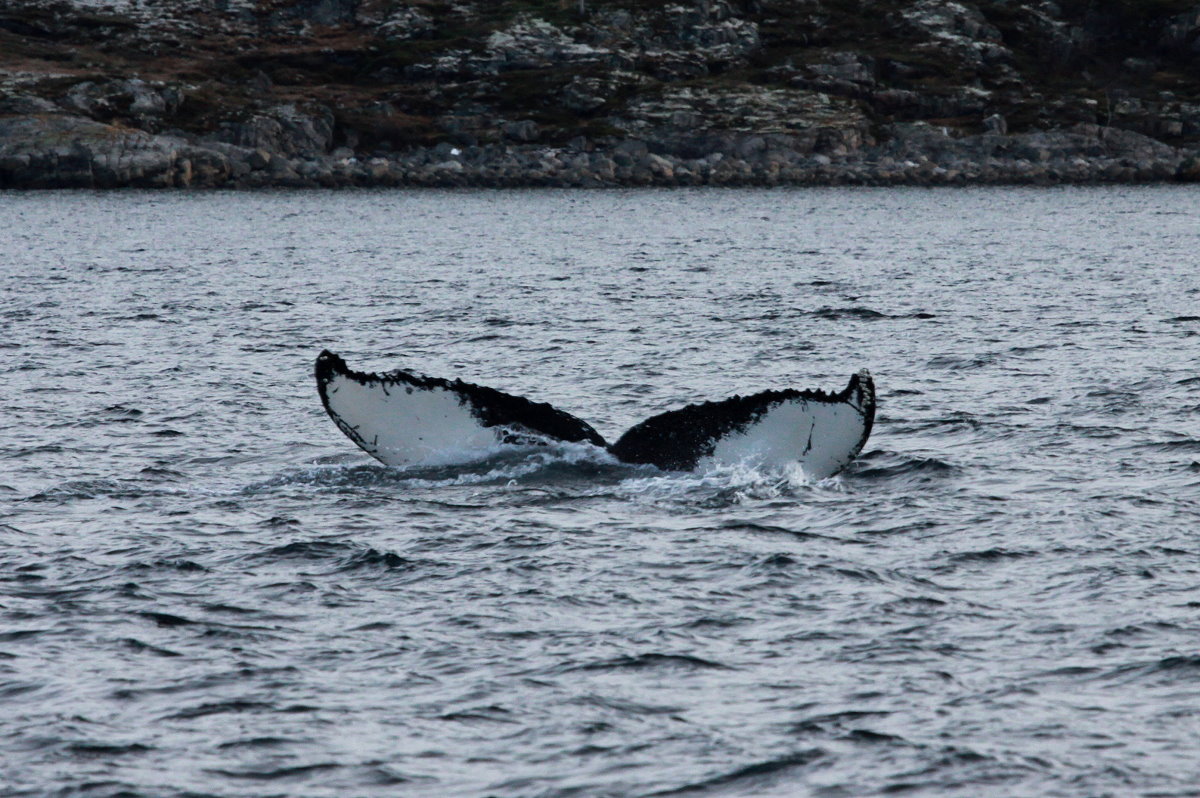 Ein Buckelwal taucht im Kaldfjorden ab; 06.11.2015