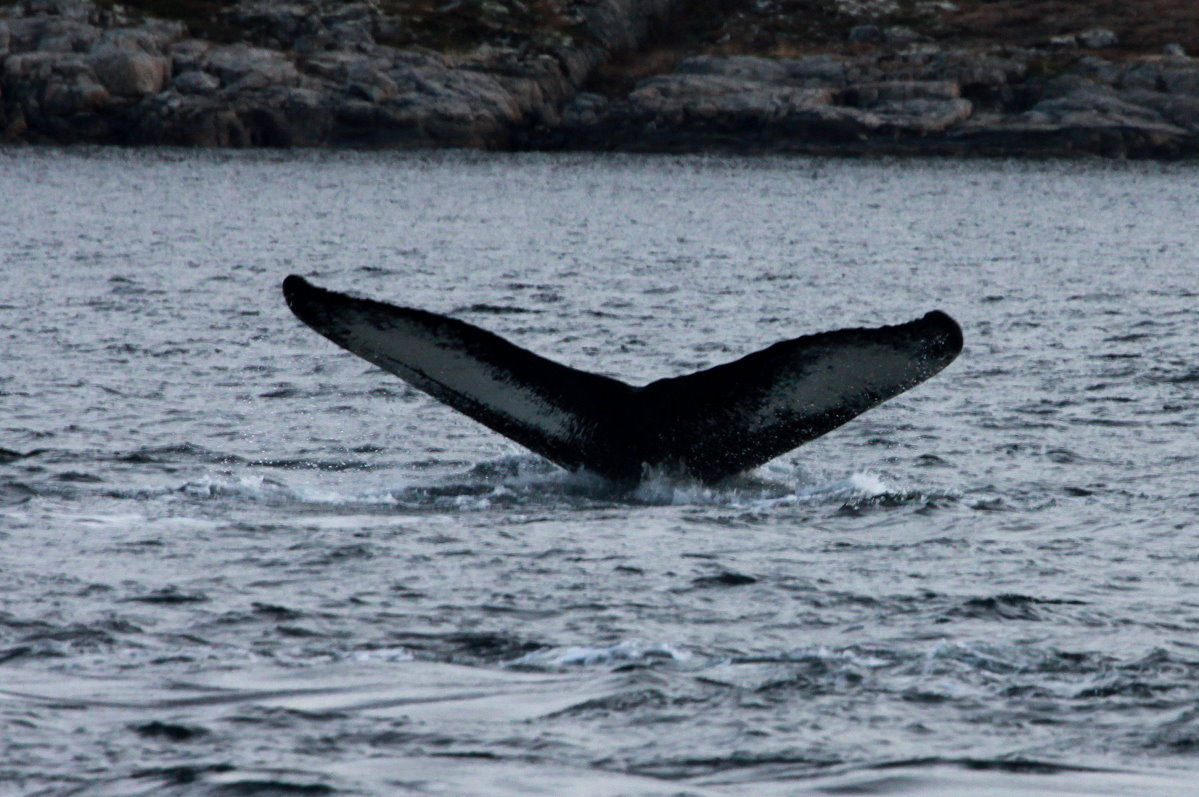 Ein Buckelwal taucht im Kaldfjorden ab; 06.11.2015