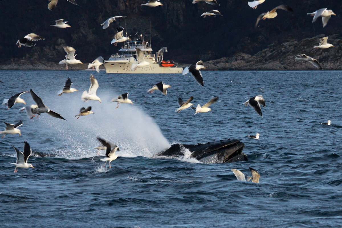 Ein Buckelwal taucht im Kaldfjorden auf; 07.11.2015