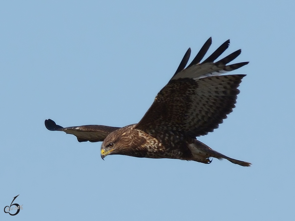 Ein Bussard auf Nahrungssuche