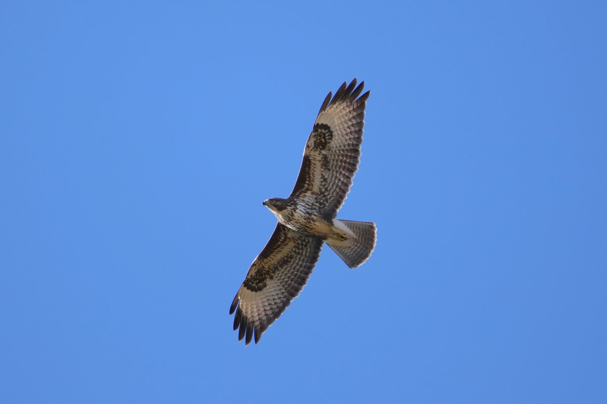 Ein Bussard, der wie aus dem Nichts ber mich hinweg flog. Aufgenommen am 13.10.18 bei Oberstenfeld.