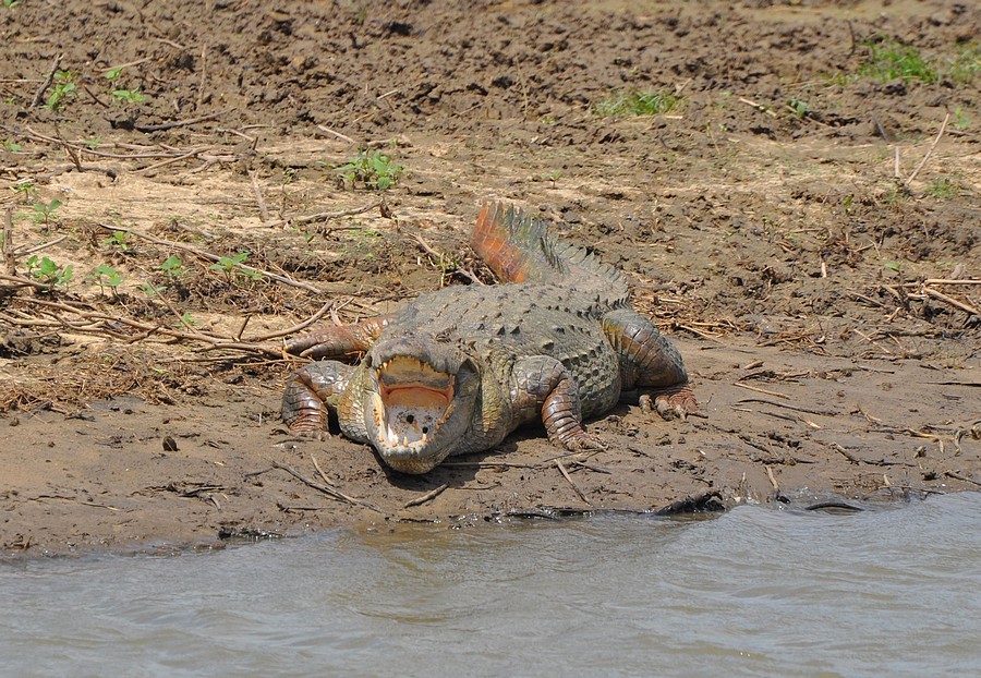 Ein ca. 3,5 - 4,0 m langes Sumpfkrokodil (Crocodylus palustris) im Udawalawe Nationalpark auf Sri Lanka. Das Foto entstand am 30.08.2010.