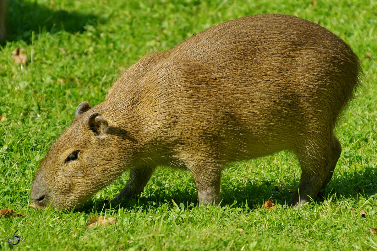 Ein Capybara im Zoo Dortmund. (September 2008) 