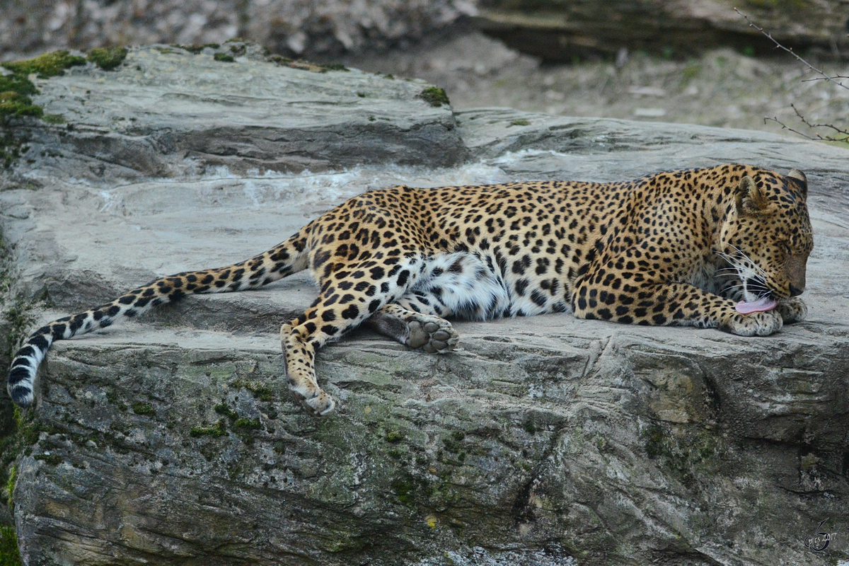 Ein Ceylonleopard bei der Fellpflege im Burgers' Zoo Arnheim. (Mrz 2013)
