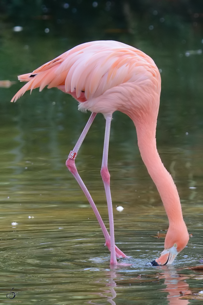 Ein Chileflamingo beim Schnbeln im Zoo Barcelona (Dezember 2011)