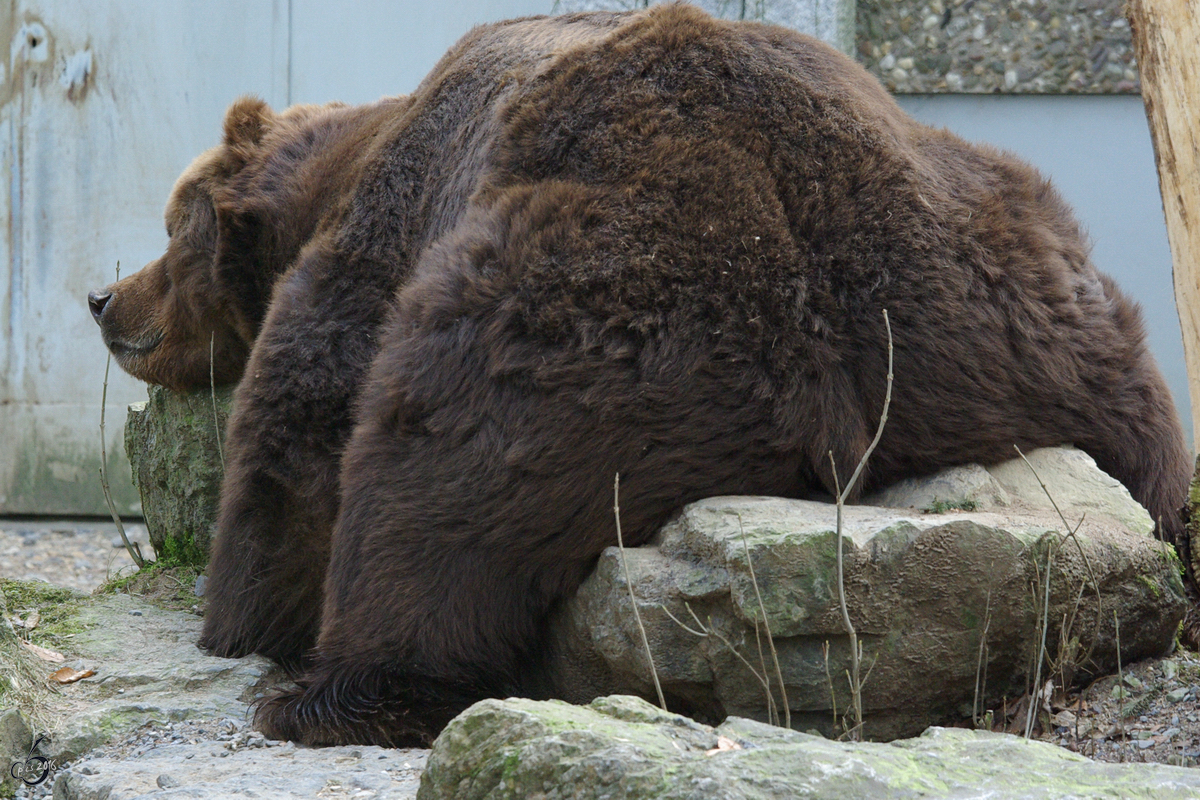 Ein chillender Kodiakbr im Zoo Wuppertal. (Januar 2009)