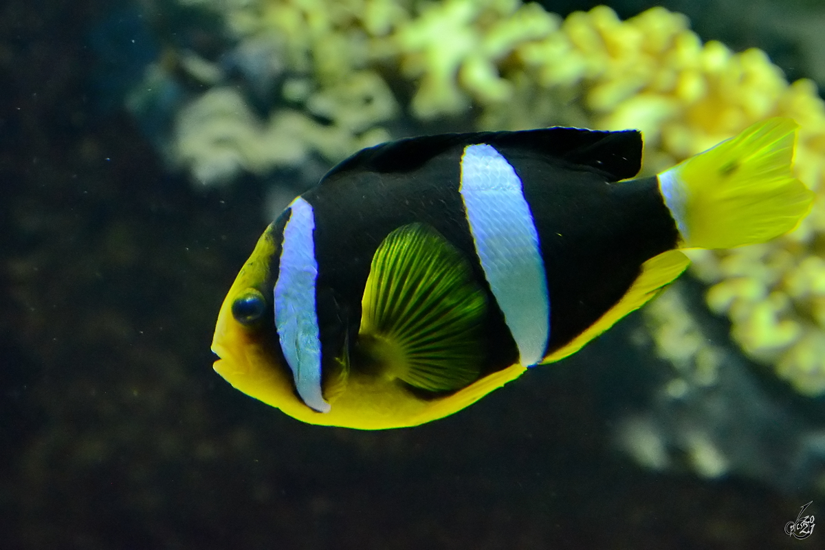 Ein Clarks Anemonenfisch war Mitte Dezember 2010 im Zoo Madrid zu sehen.