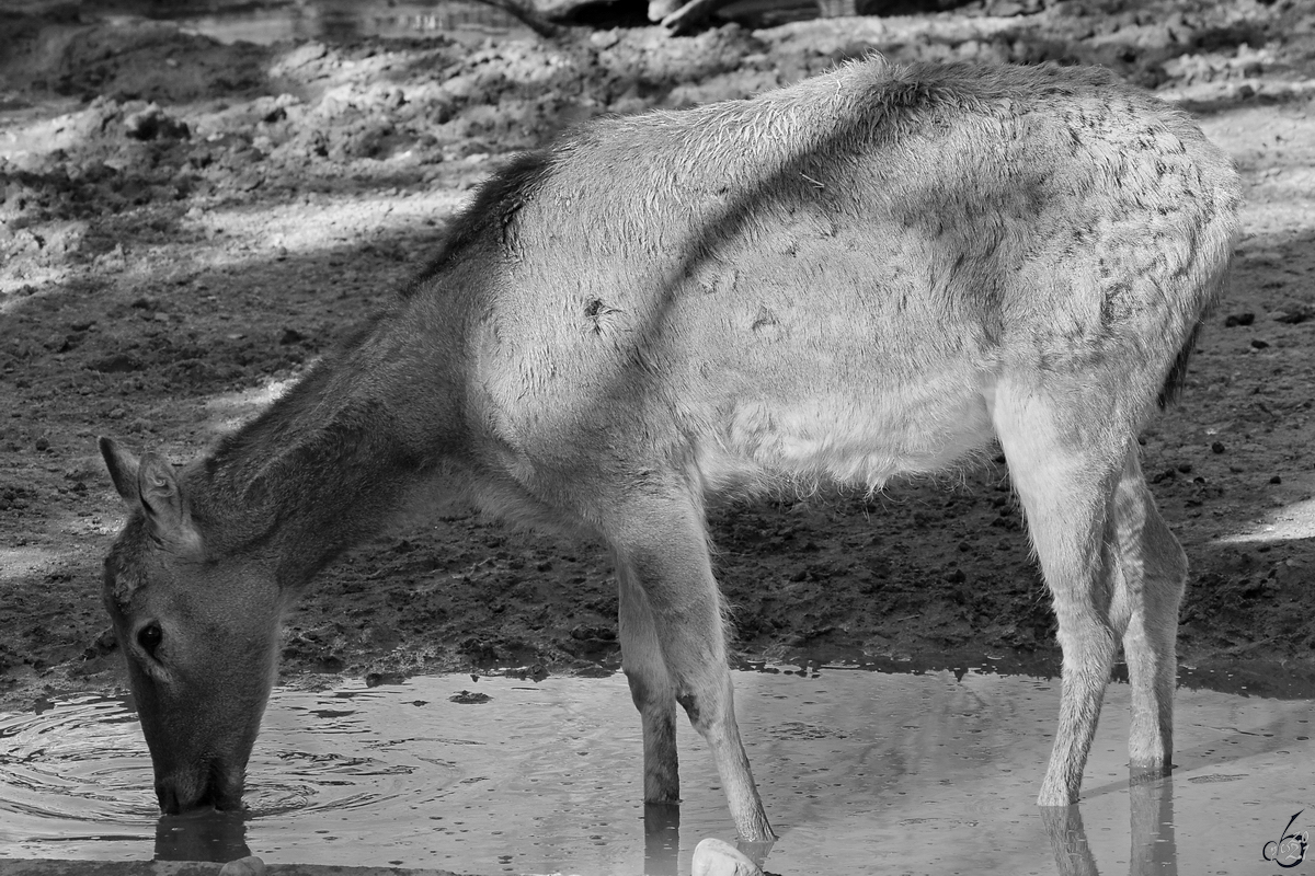 Ein Davidshirsch beim Wasser fassen. (Zoo Madrid, Dezember 2010)