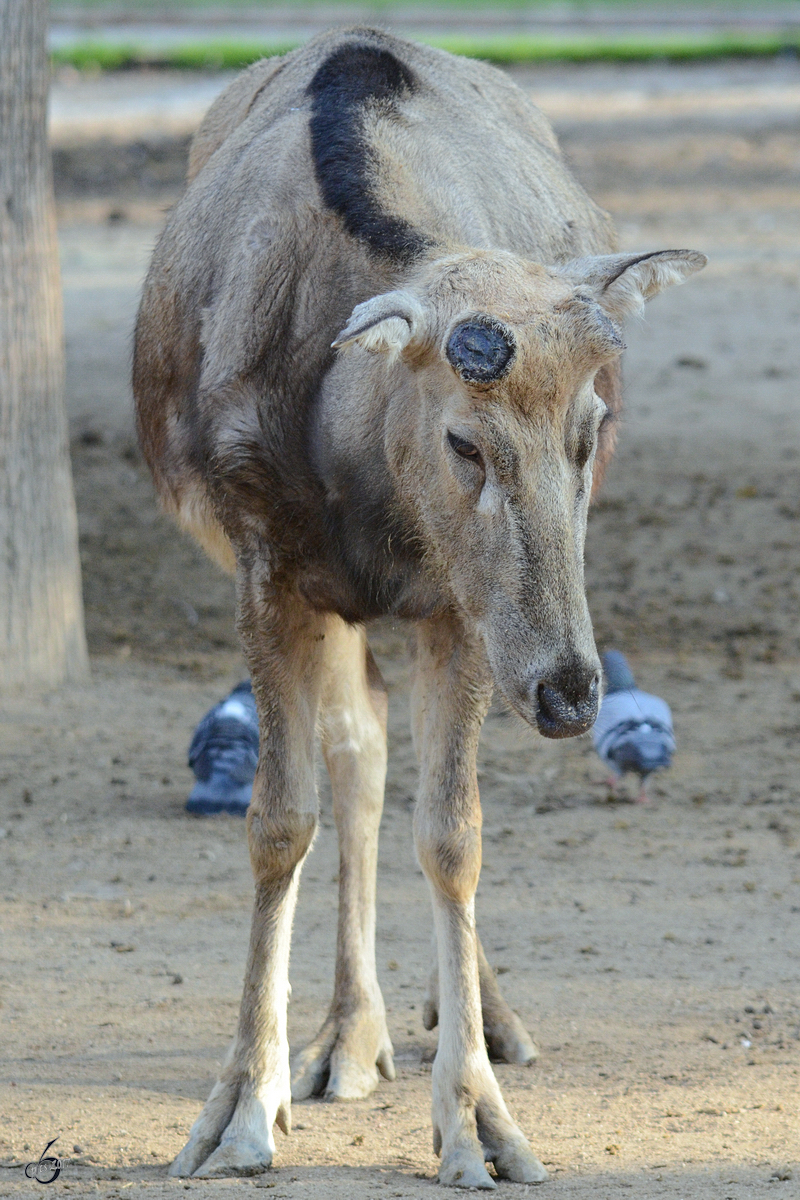 Ein Davidshirsch, fotografiert im Zoo Barcelona (Dezember 2011)