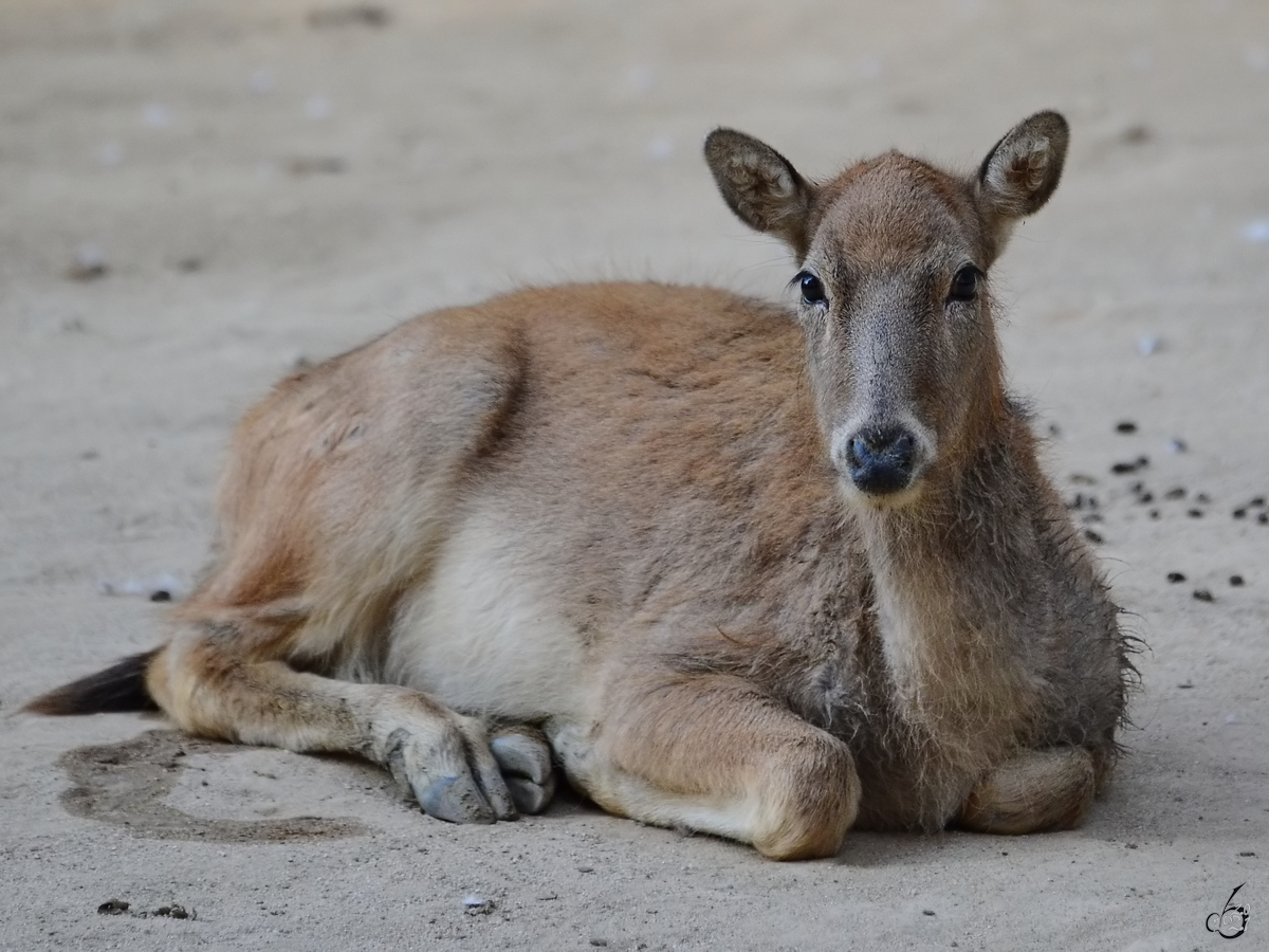 Ein Davidshirsch relaxt im Sand.  (Zoo Madrid, Dezember 2010)