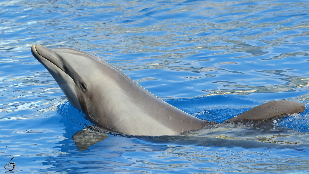 Ein Delfin Mitte Dezember 2010 im Zoo Madrid.