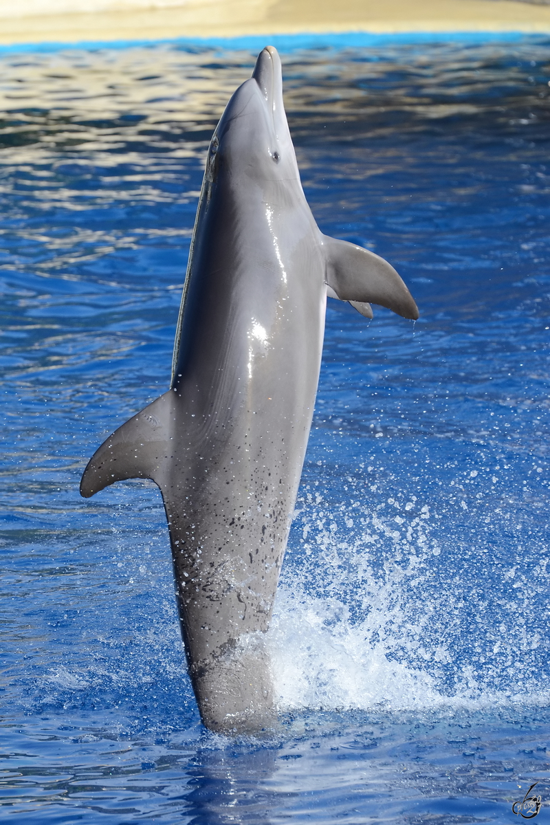 Ein Delfin Mitte Dezember 2010 im Zoo Madrid.