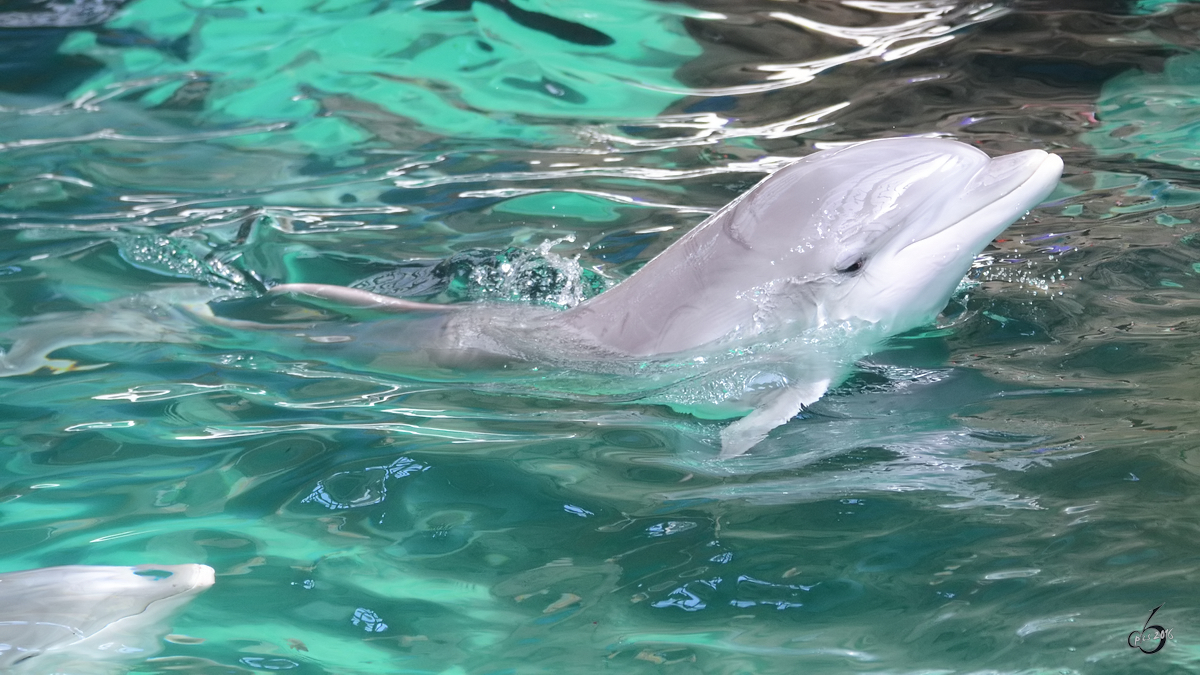 Ein Delfin whrend einer Vorfhrung im Zoo Duisburg. (Juli 2013)