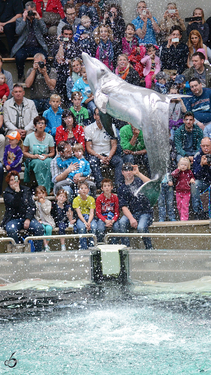 Ein Delfin whrend einer Vorfhrung im Zoo Duisburg. (Juni 2013)