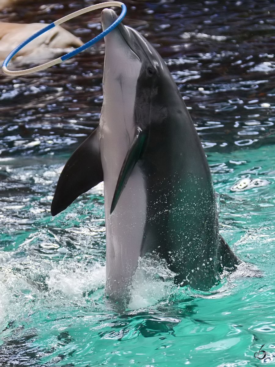 Ein Delfin whrend einer Vorfhrung im Zoo Duisburg. (Juni 2013)