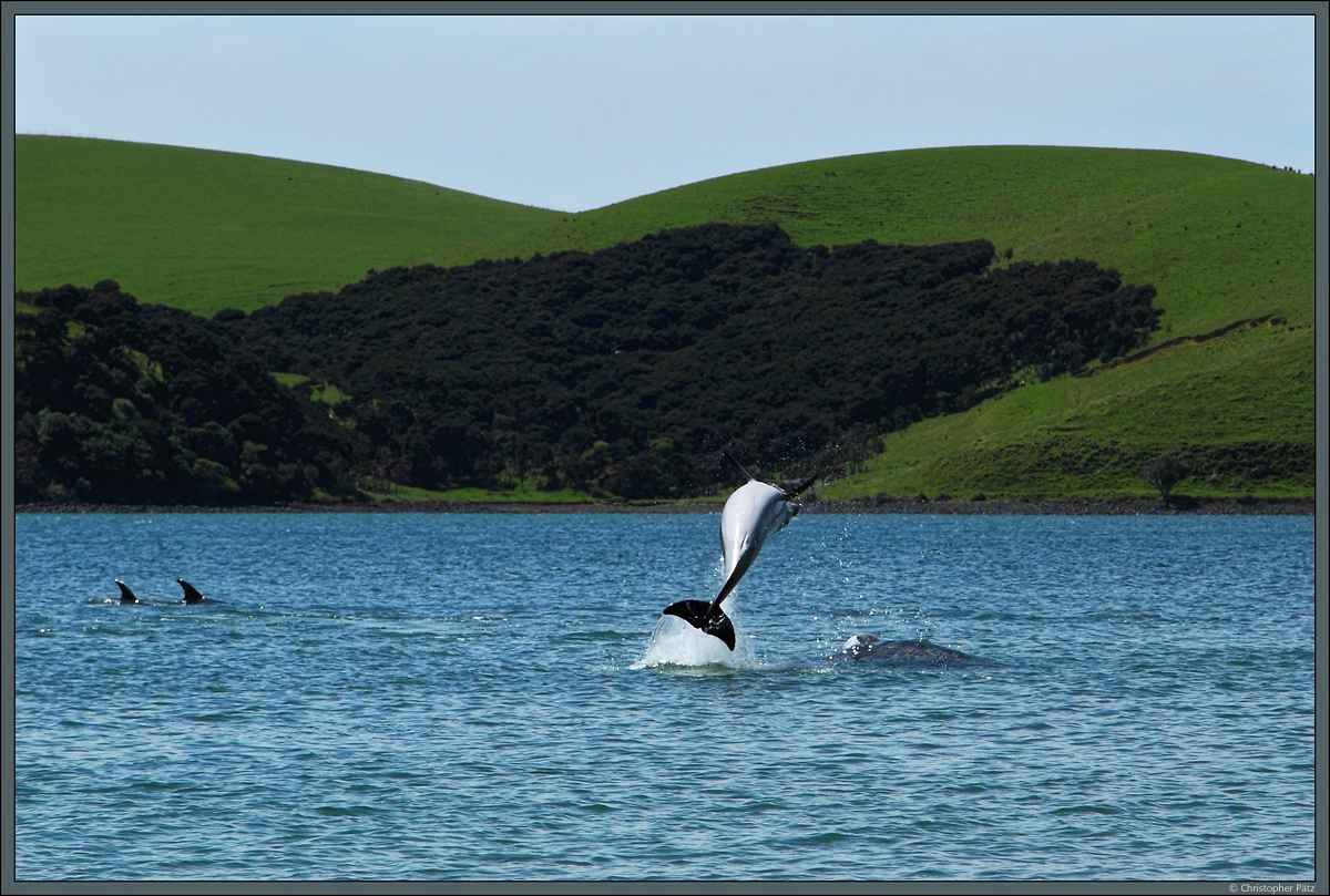 Ein Delphin springt in der Opito Bay in Neuseeland aus dem Wasser. (12.10.2016)