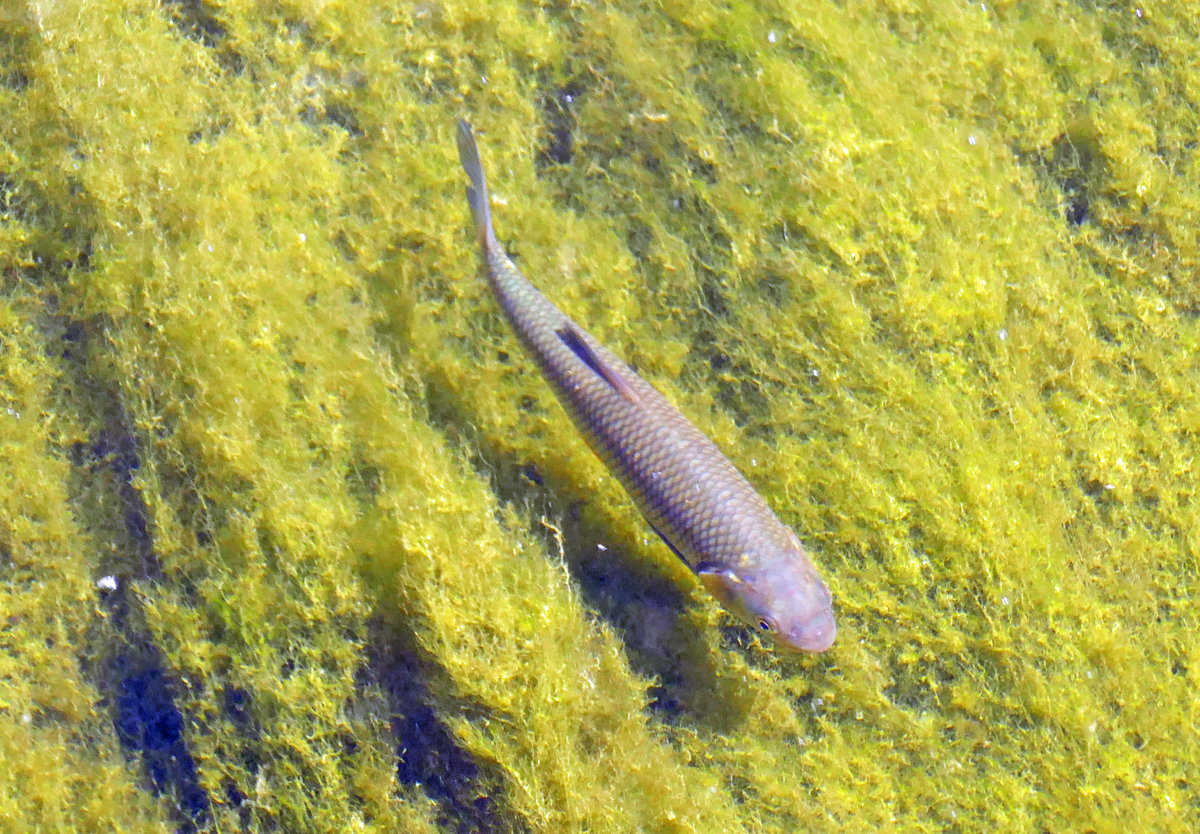 Ein Dbel schwimmt in der Ahr bei Bad Neuenahr - 12.07.2020