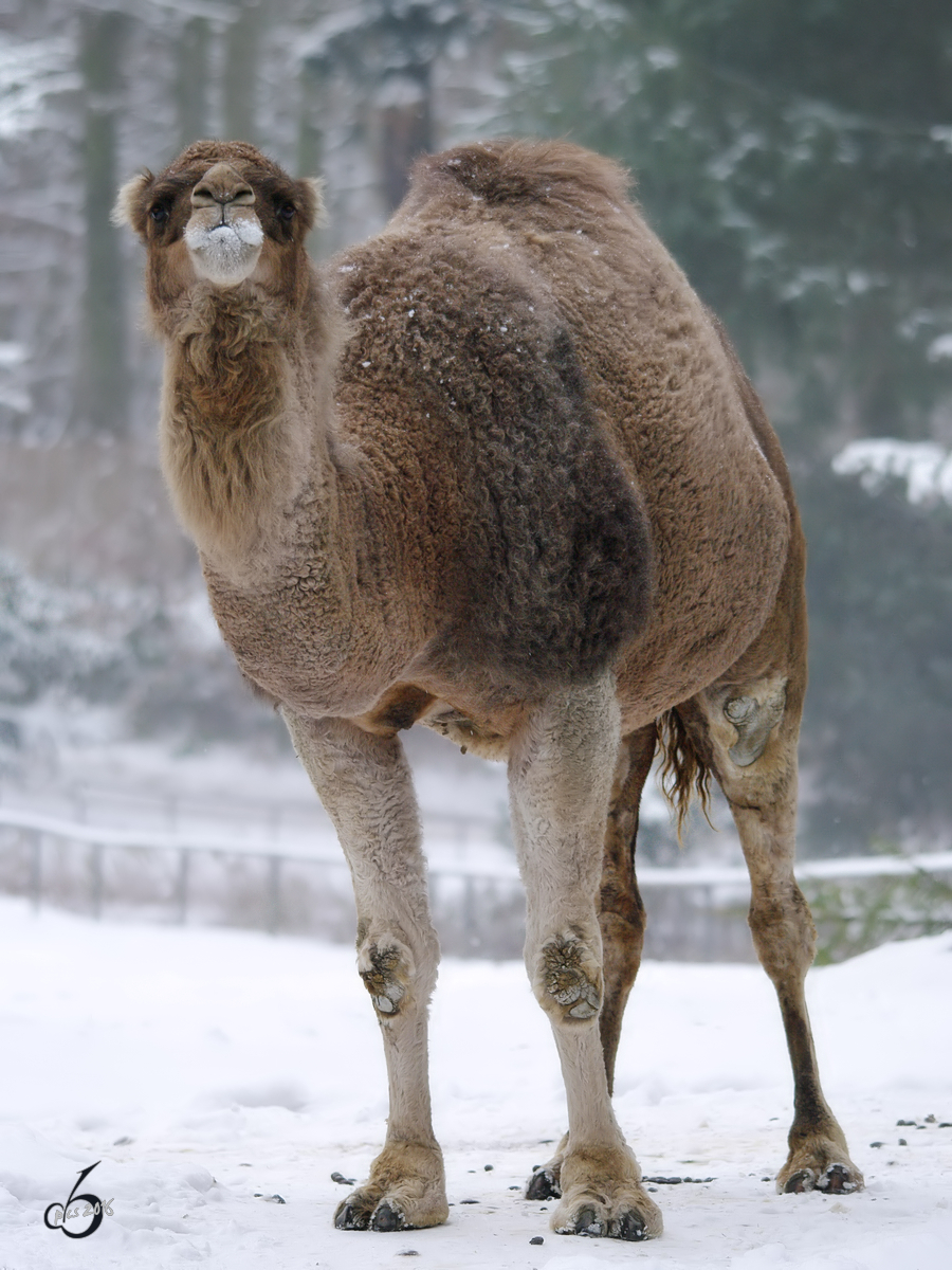 Ein Dromedar im Winter