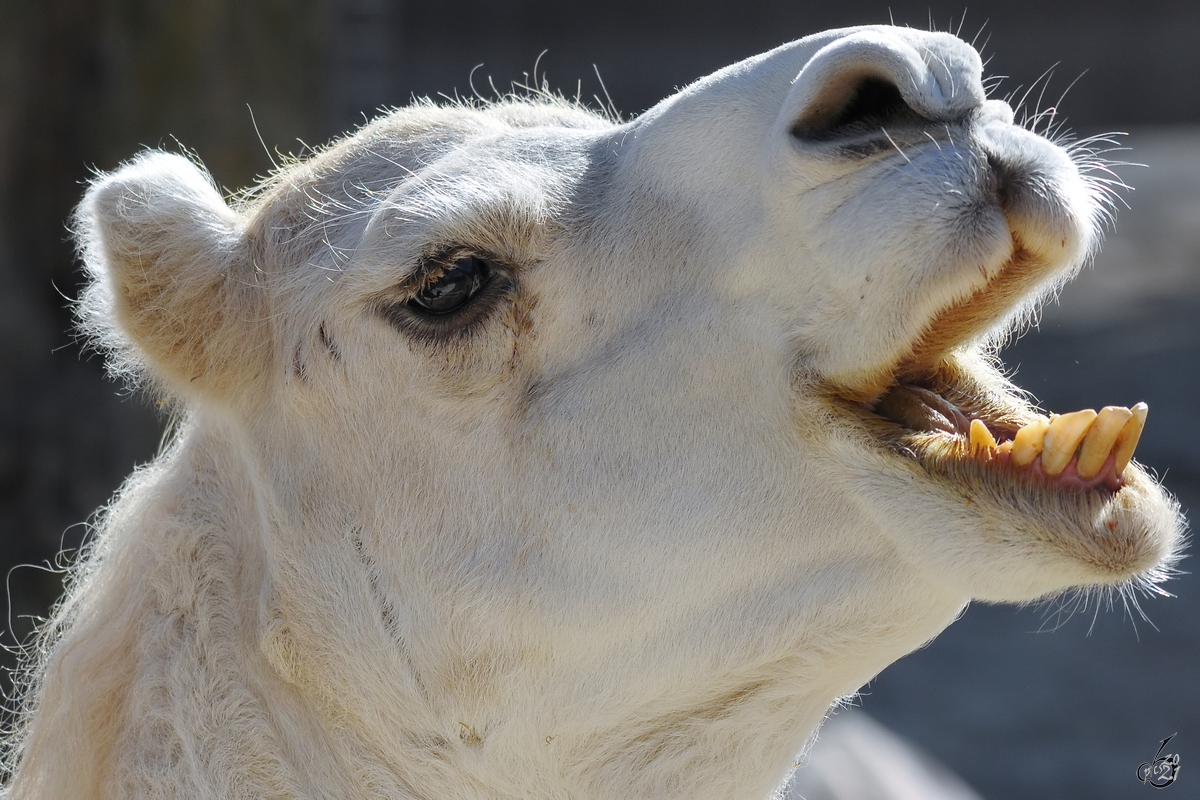 Ein Dromedar im Zoo Madrid, so gesehen Mitte Dezember 2010.