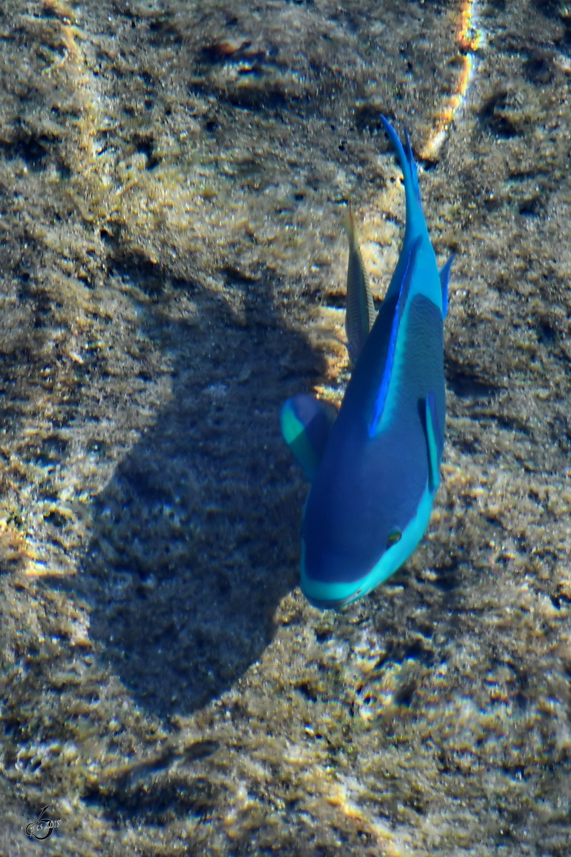 Ein Drckerfisch im Roten Meer. (Scharm El Scheich, Dezember 2018) 