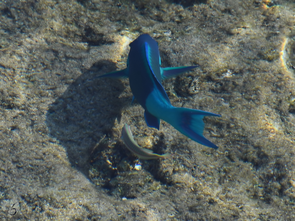 Ein Drckerfisch im Roten Meer. (Scharm El Scheich, Dezember 2018) 