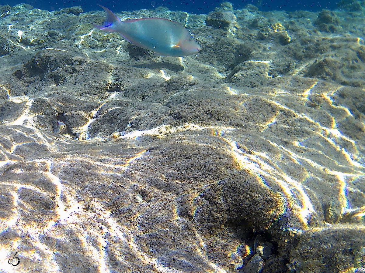 Ein Drckerfisch im Roten Meer. (Scharm El Scheich, Dezember 2018) 