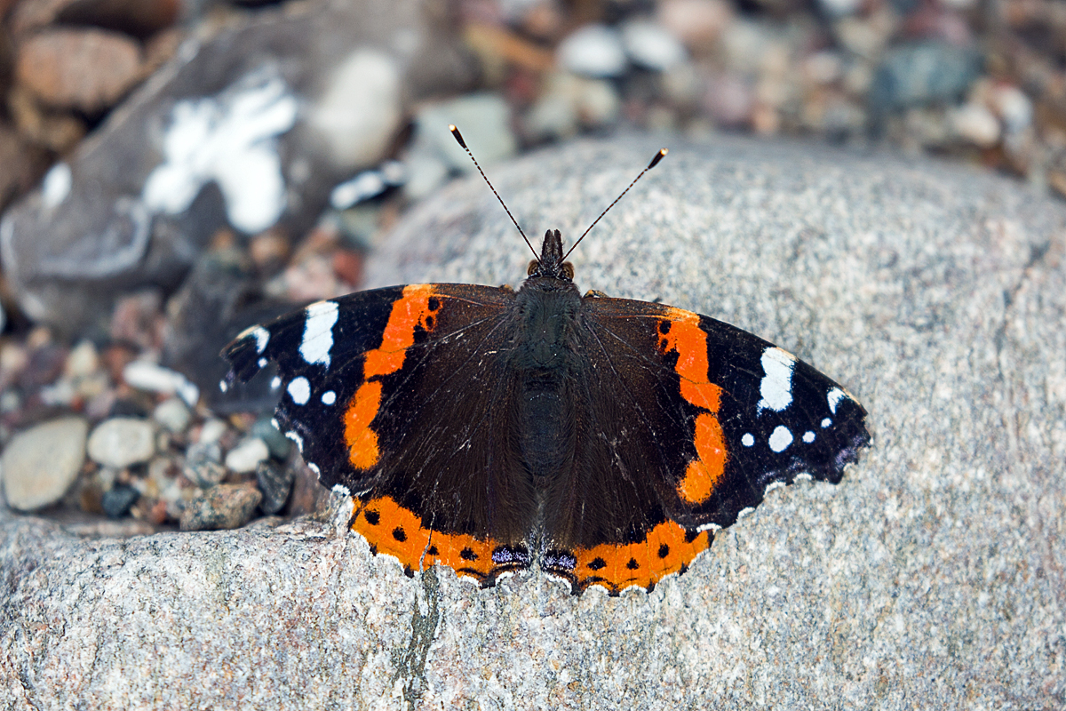 Ein Edelfalter (Admiral) streckt seine Fhler der Herbstsonne entgegen. - 29.09.2018