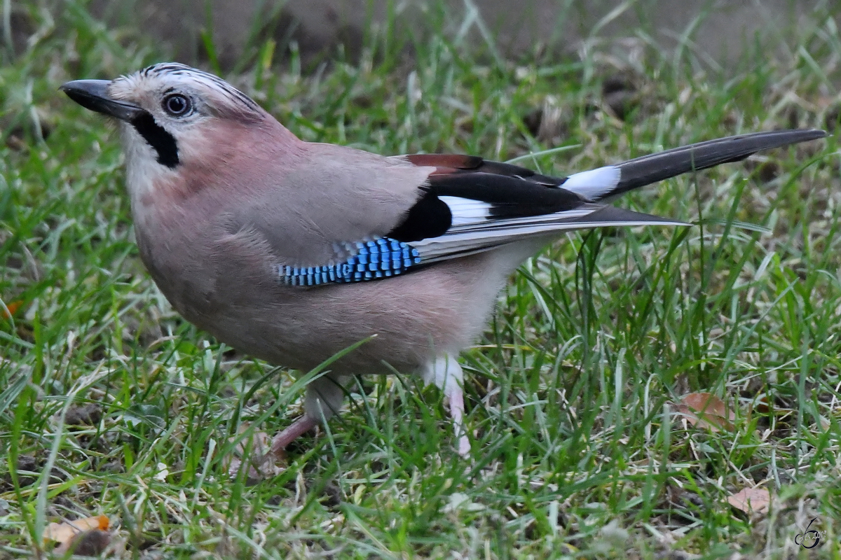 Ein Eichelhher im heimischen Garten. (Hattingen, Dezember 2019)