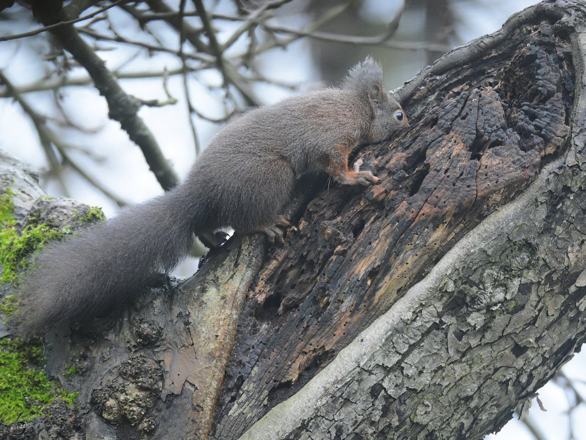 Ein Eichhörnchen auf Entdeckungstour. (Dezember 2017)