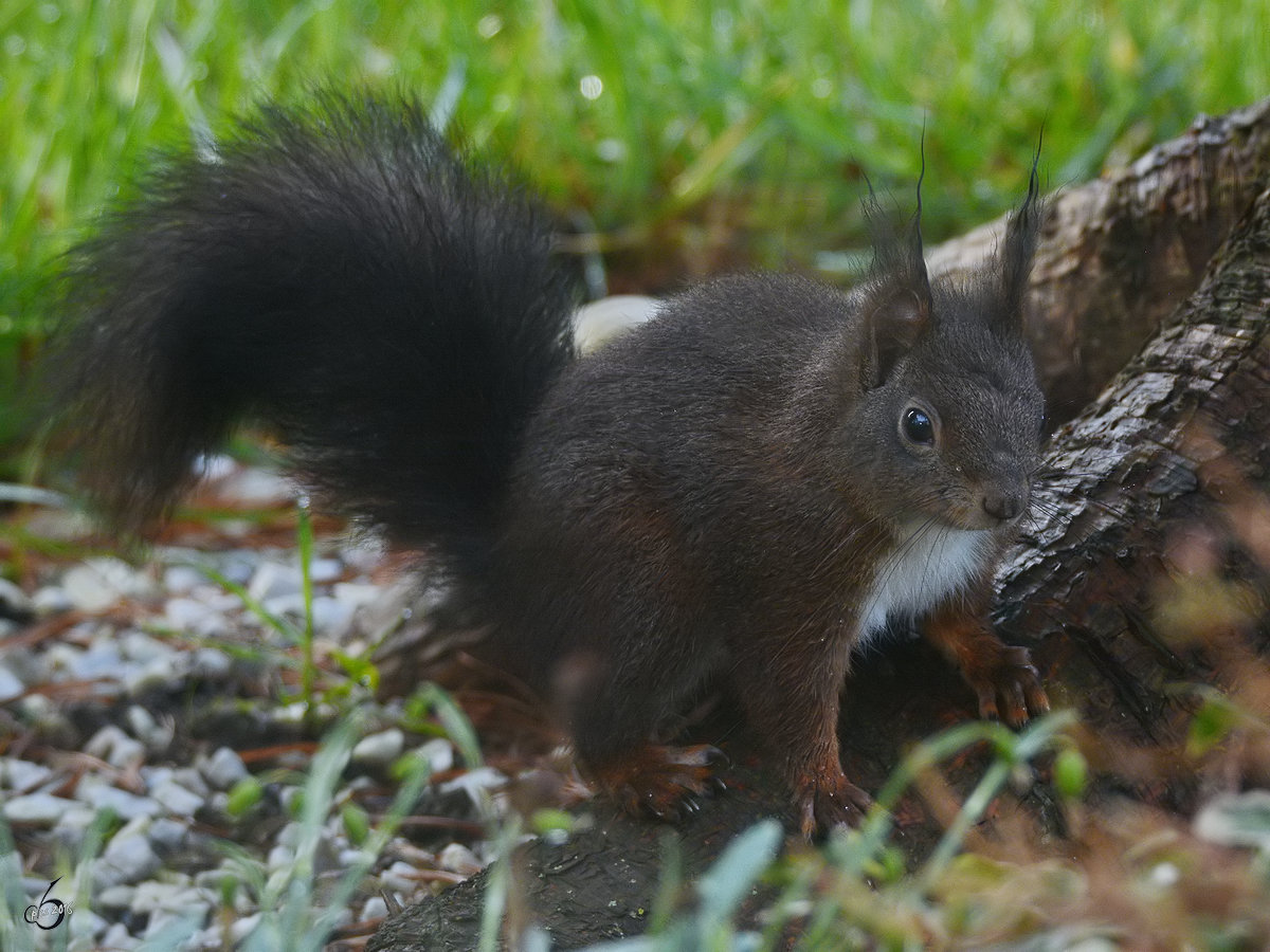 Ein Eichhrnchen im Mrz 2018 in Hattingen.