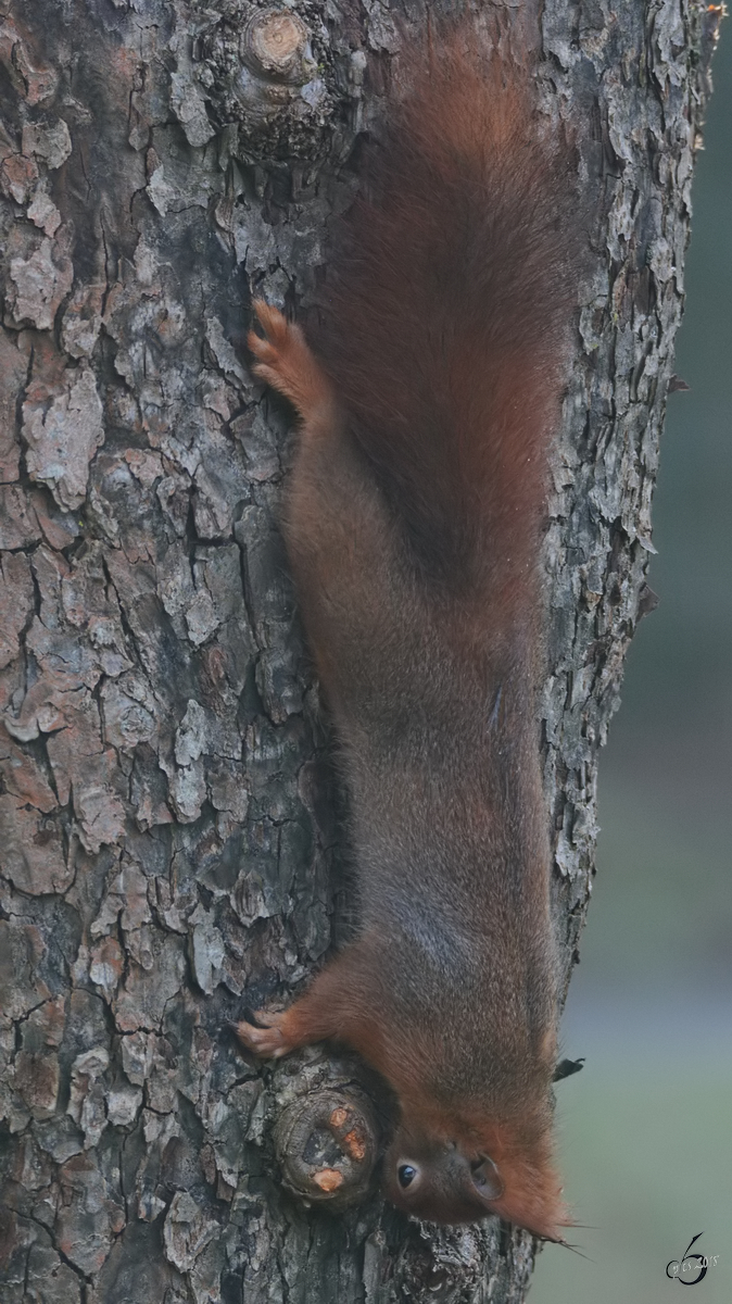 Ein Eichhörnchen untersucht einen Baumstamm. (Hattingen, März 2018)