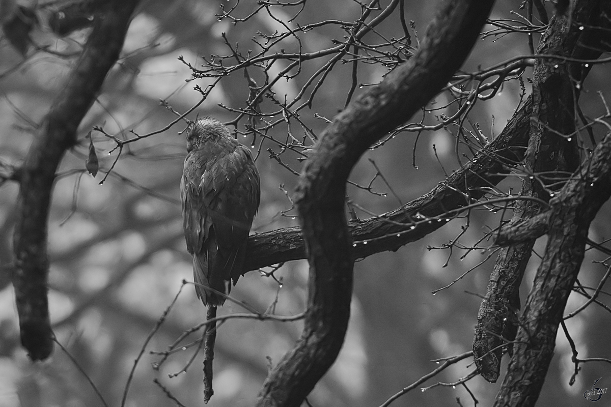 Ein einsamer Greifvogel verflucht das uselige Wetter. (Hattingen, Dezember 2017)