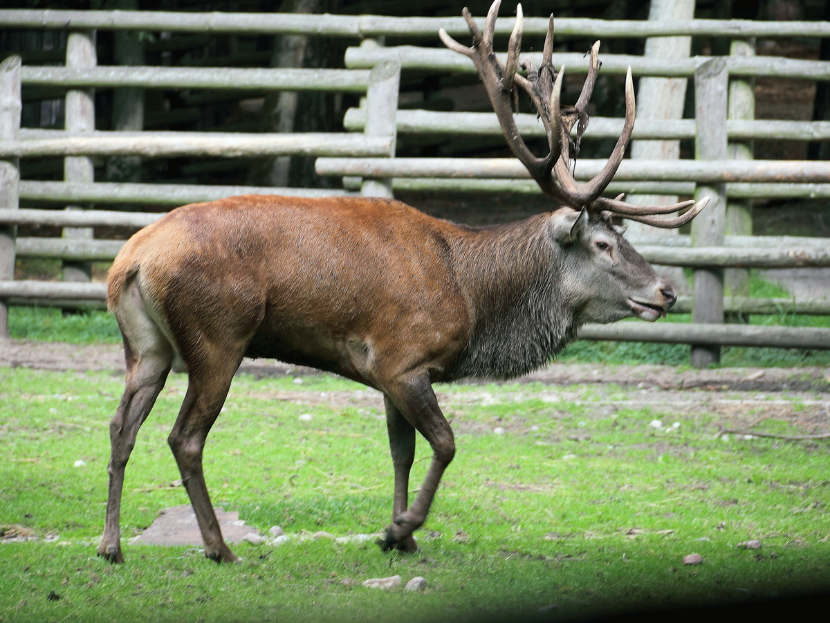 Ein einsamer Hirsch am 09. September 2014 im Wolin-Nationalpark (Wolinsky Park Narodowny).