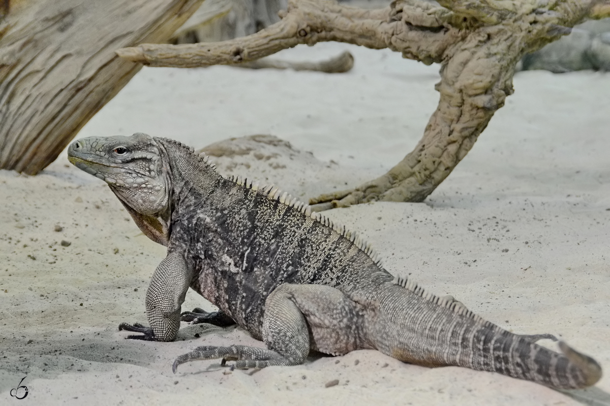 Ein einsamer Leguan Mitte Mai 2011 im Terrazoo Rheinberg.