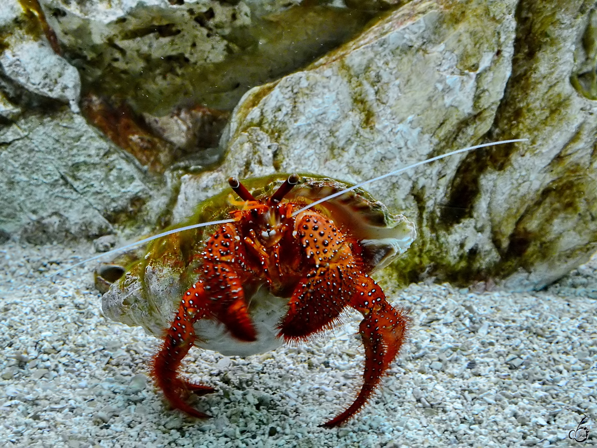 Ein Einsiedlerkrebs im Zoo Madrid. (Dezember 2010)