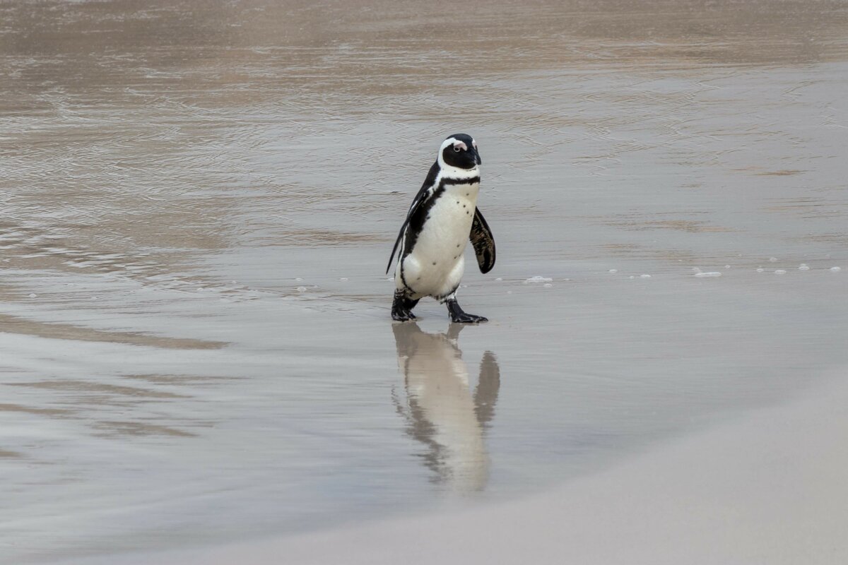 ein einzelner Pinguin kommt im August 2018 an der Küste von Südafrika aus dem Wasser