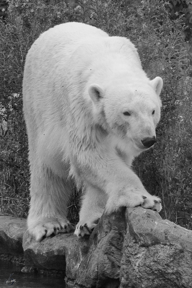 Ein Eisbr durchstreift sein Revier. (Zoom Gelsenkirchen, September 2009)