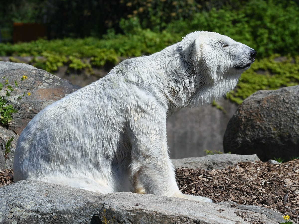 Ein Eisbär genießt die frühlingshaften Sonnenstrahlen. (Zoo Berlin, April 2018)