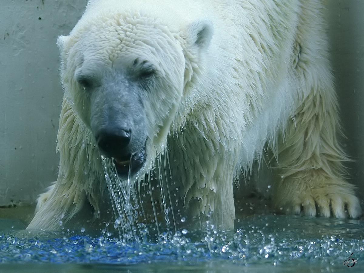 Ein Eisbr geniet das khle Nass im Zoo Wuppertal. (Januar 2009)