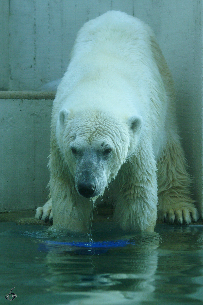 Ein Eisbr geniet das Spiel im Zoo Wuppertal. (Januar 2009)