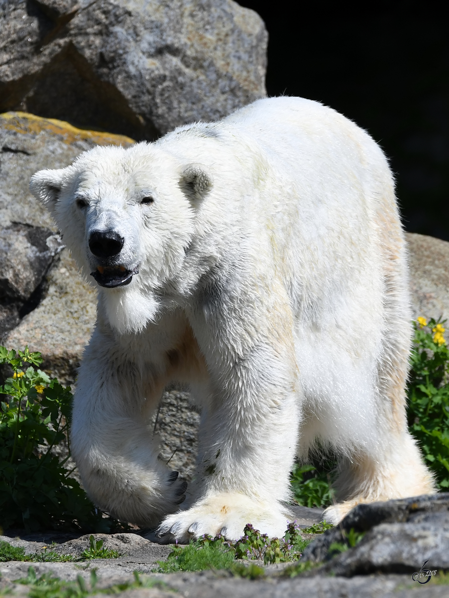 Ein Eisbr patroulliert in seinem Gehege. (Zoo Berlin, April 2018)