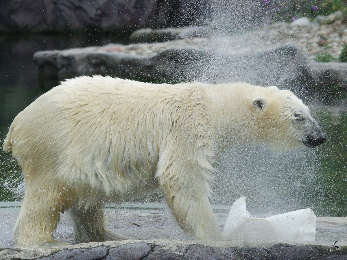 Ein Eisbr schttelt sich trocken. (Zoom Gelsenkirchen)