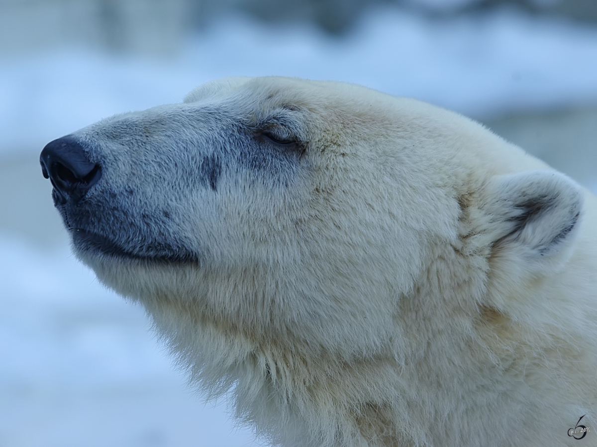 Ein Eisbr im Seitenportrait. (Zoo Wuppertal, Januar 2009)