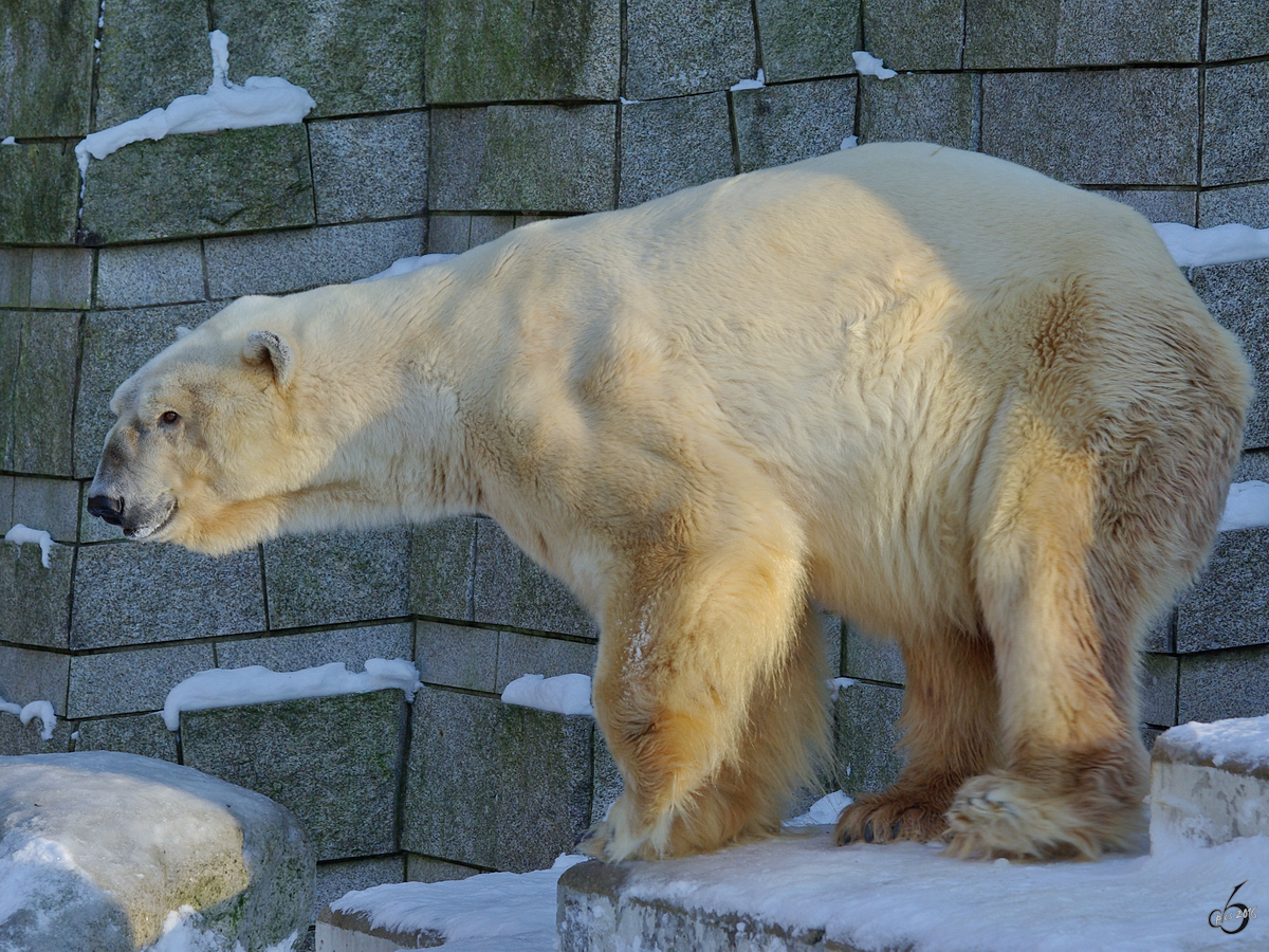 Ein Eisbr im Zoo Wuppertal. (Januar 2009)