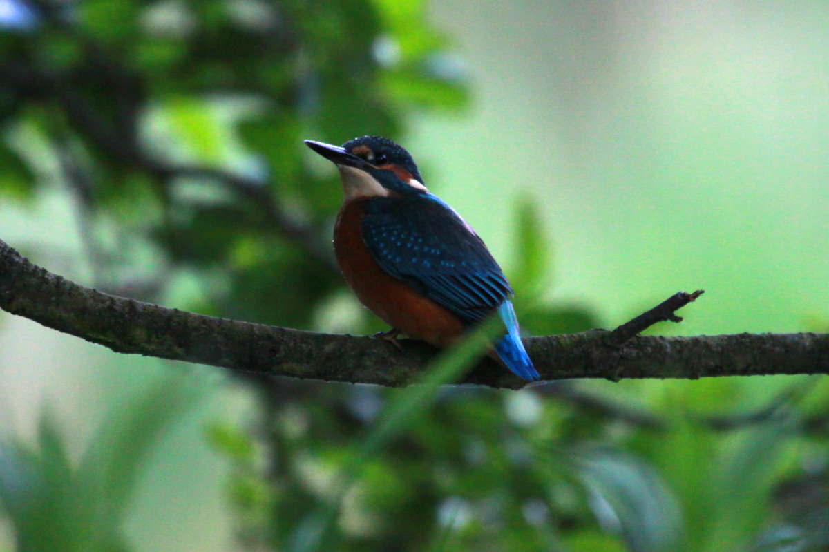 Ein Eisvogel am Farchauer Mhlenteich; 02.04.2014