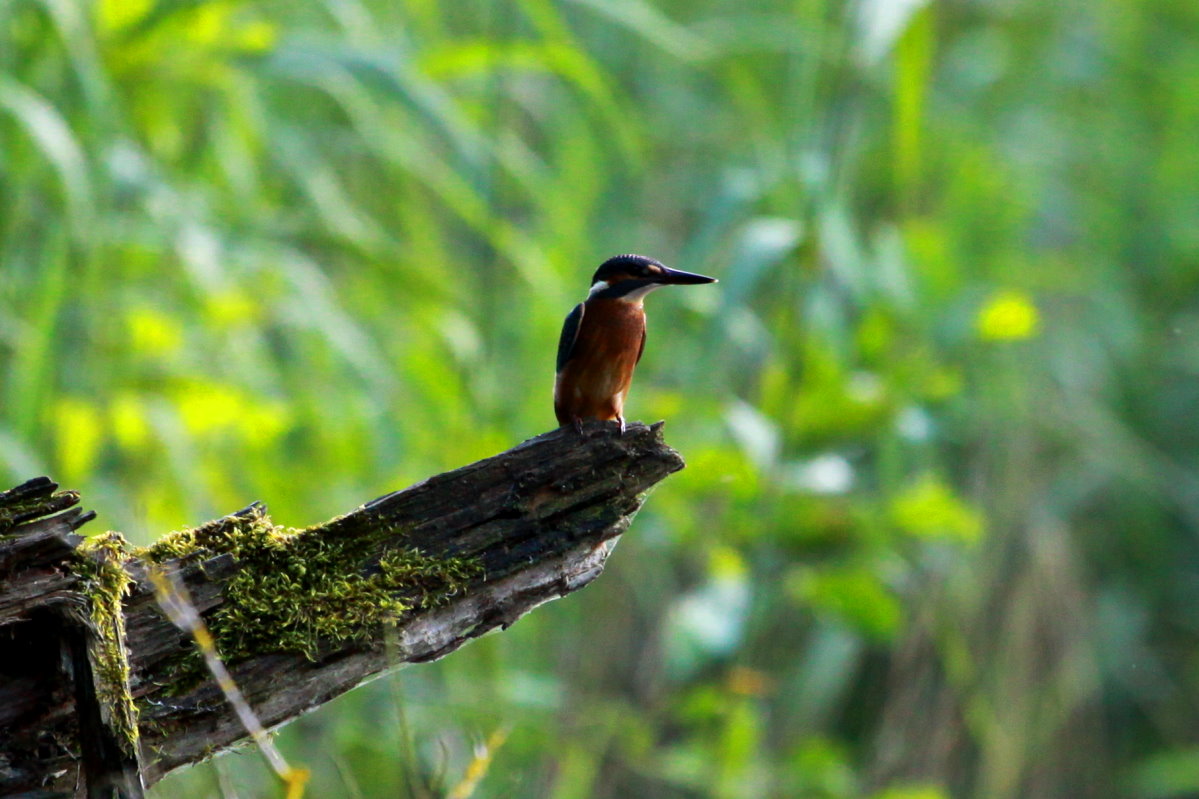 Ein Eisvogel am Farchauer Mhlenteich, 06.07.2014