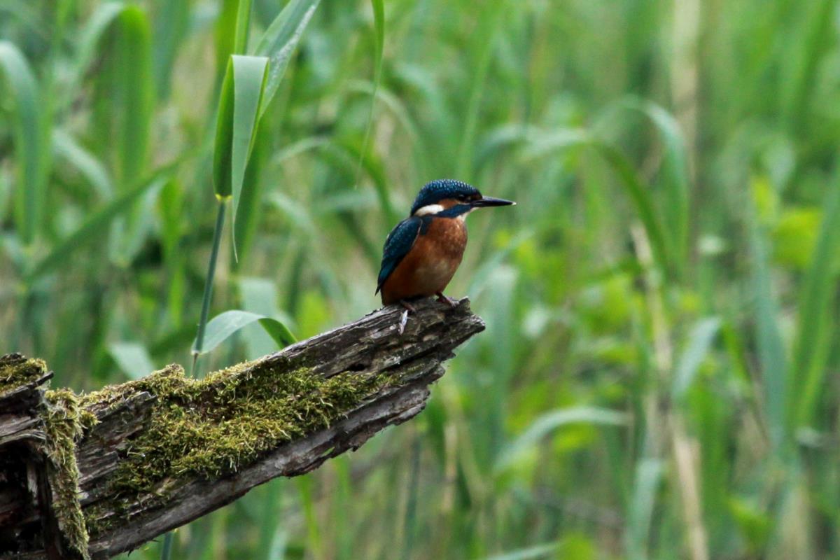 Ein Eisvogel am Farchauer Mhlenteich, 13.06.2015